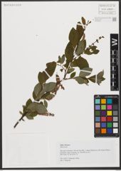 Foto von Salix silesiaca Willd.